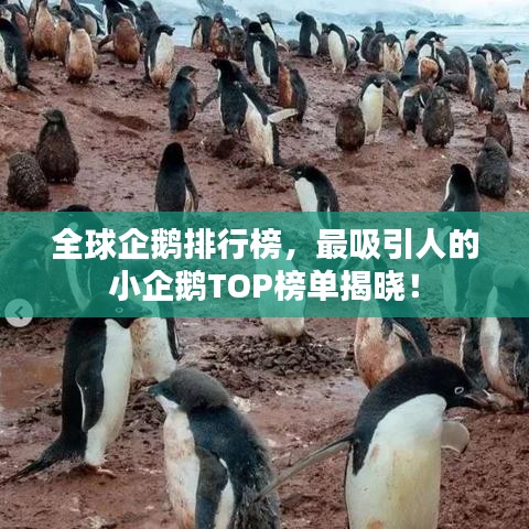 全球企鹅排行榜，最吸引人的小企鹅TOP榜单揭晓！