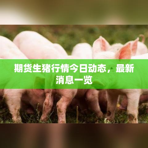 期货生猪行情今日动态，最新消息一览