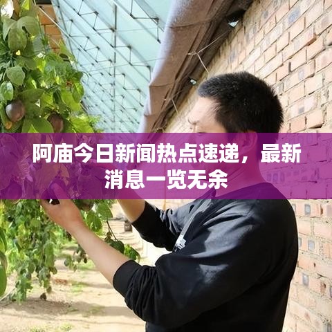 阿庙今日新闻热点速递，最新消息一览无余