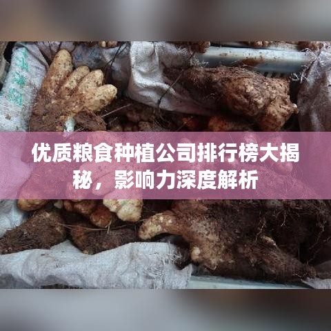 优质粮食种植公司排行榜大揭秘，影响力深度解析