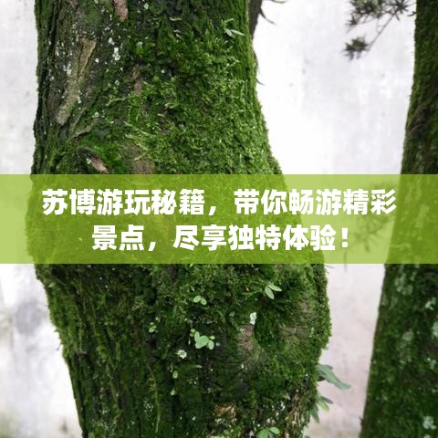 苏博游玩秘籍,带你畅游精彩景点,尽享独特体验!
