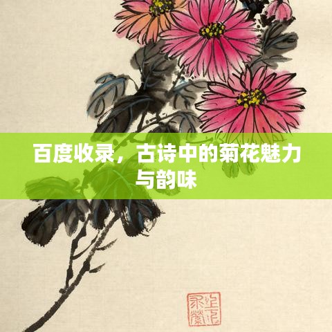 百度收录，古诗中的菊花魅力与韵味