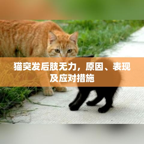 猫突发后肢无力，原因、表现及应对措施