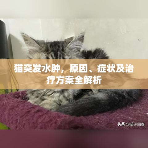 猫突发水肿，原因、症状及治疗方案全解析