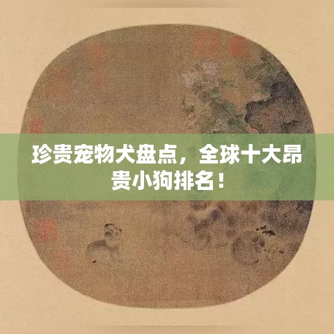 珍贵宠物犬盘点，全球十大昂贵小狗排名！