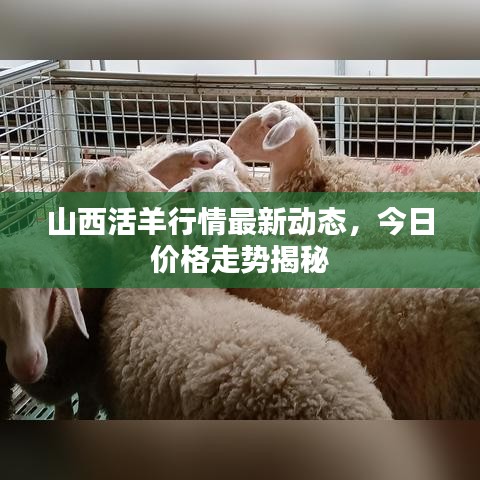 山西活羊行情最新动态，今日价格走势揭秘