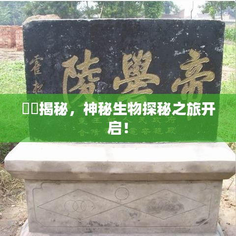 赑屃揭秘，神秘生物探秘之旅开启！