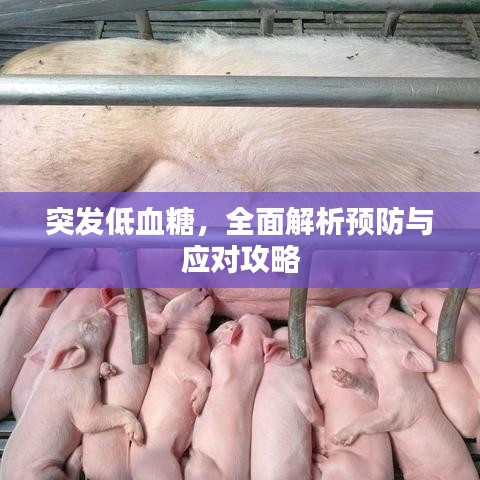 突发低血糖，全面解析预防与应对攻略