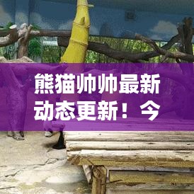 熊猫帅帅最新动态更新！今日揭秘最新消息！