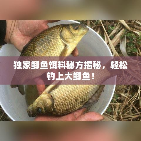 独家鲫鱼饵料秘方揭秘，轻松钓上大鲫鱼！