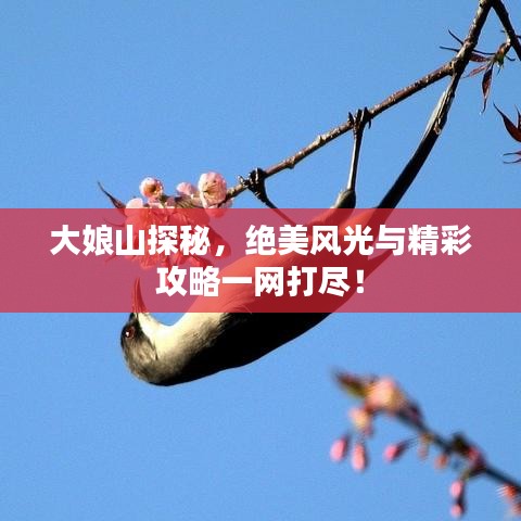 大娘山探秘，绝美风光与精彩攻略一网打尽！