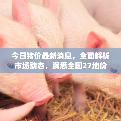 今日猪价最新消息，全面解析市场动态，洞悉全国27地价格变化！