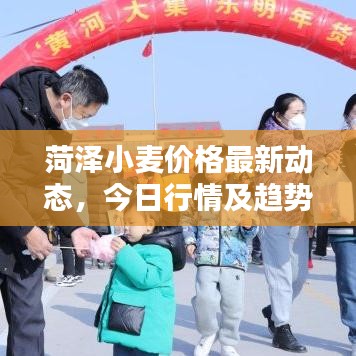 菏泽小麦价格最新动态,今日行情及趋势分析