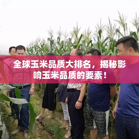 全球玉米品质大排名，揭秘影响玉米品质的要素！
