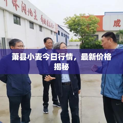 萧县小麦今日行情，最新价格揭秘