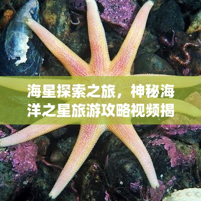 海星探索之旅，神秘海洋之星旅游攻略视频揭秘！