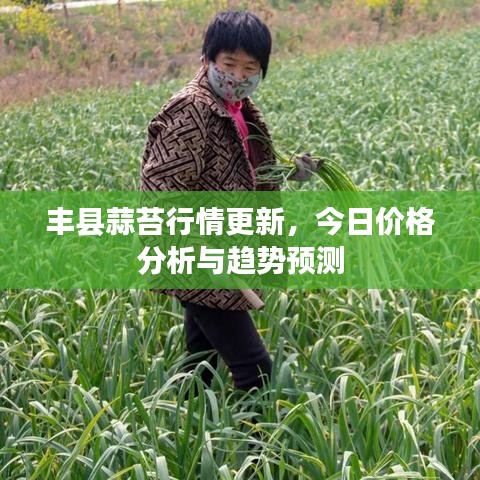 丰县蒜苔行情更新，今日价格分析与趋势预测