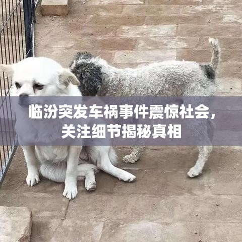 临汾突发车祸事件震惊社会，关注细节揭秘真相