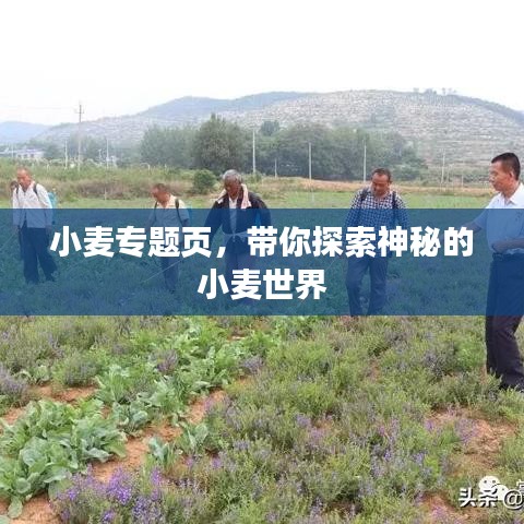 小麦专题页，带你探索神秘的小麦世界