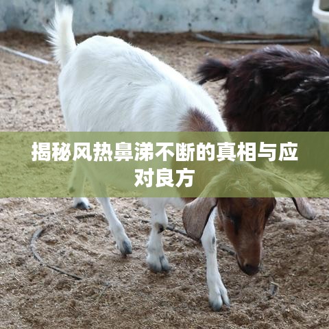 揭秘风热鼻涕不断的真相与应对良方