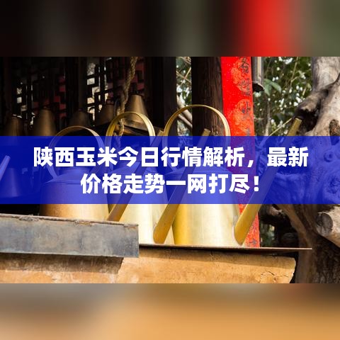 陕西玉米今日行情解析，最新价格走势一网打尽！
