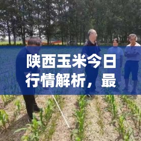 陕西玉米今日行情解析,最新价格走势一网打尽!