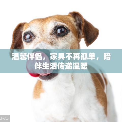 温馨伴侣，家具不再孤单，陪伴生活传递温暖