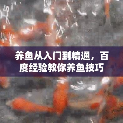 养鱼从入门到精通，百度经验教你养鱼技巧