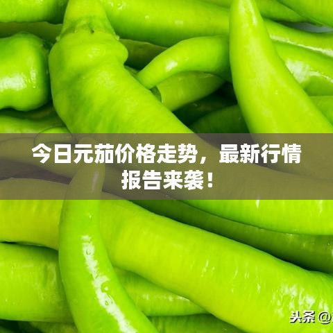 今日元茄价格走势，最新行情报告来袭！