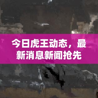 今日虎王动态,最新消息新闻抢先看