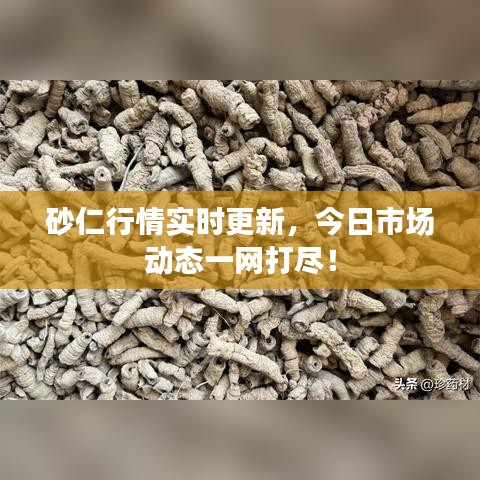 砂仁行情实时更新，今日市场动态一网打尽！