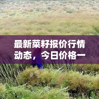最新菜籽报价行情动态，今日价格一网打尽！