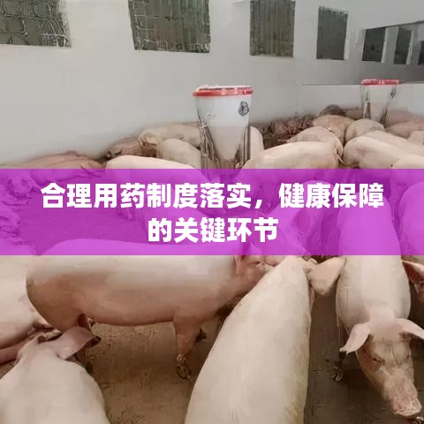 合理用药制度落实，健康保障的关键环节