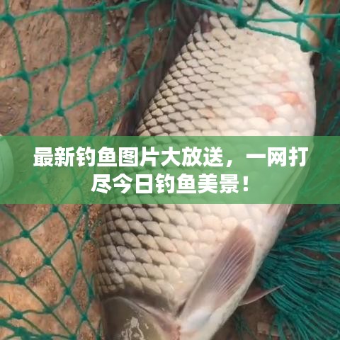 最新钓鱼图片大放送，一网打尽今日钓鱼美景！