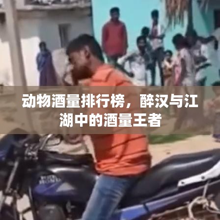动物酒量排行榜,醉汉与江湖中的酒量王者