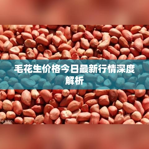 毛花生价格今日最新行情深度解析