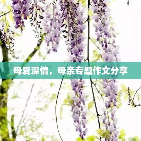 母爱深情，母亲专题作文分享