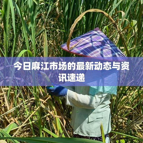 今日麻江市场的最新动态与资讯速递