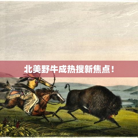 北美野牛成热搜新焦点！