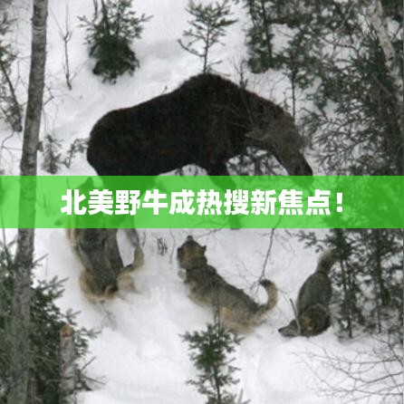 北美野牛成热搜新焦点!