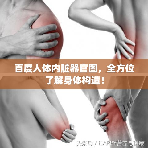 百度人体内脏器官图，全方位了解身体构造！