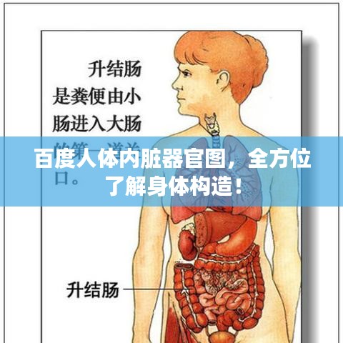 百度人体内脏器官图,全方位了解身体构造!