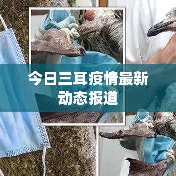 今日三耳疫情最新动态报道