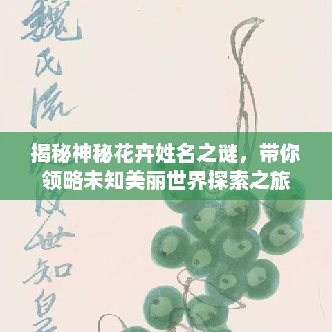 揭秘神秘花卉姓名之谜，带你领略未知美丽世界探索之旅