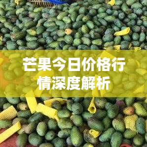 芒果今日价格行情深度解析