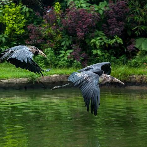 飞鸟乐园官方下载,状况分析解析说明_W_v2.203