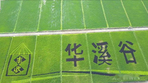 儿童邮局官方下载，全新探索版v7.592，为孩子打造的邮局乐园——整体讲解规划