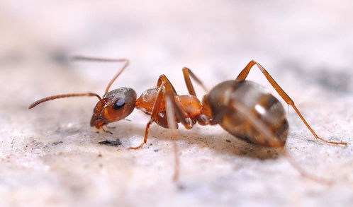 小蚂蚁版本,经济性方案解析_LT_v4.634