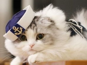 猫咪官方 下载,未来解答解释定义|1440p_v2.342