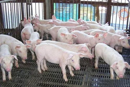 美轮美奂 第6页